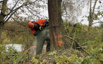 Gemeinsame Motorsägen-Übung der Feuerwehren der Stadt Flörsheim