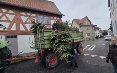 Sammlung der Tannenbäume 2026